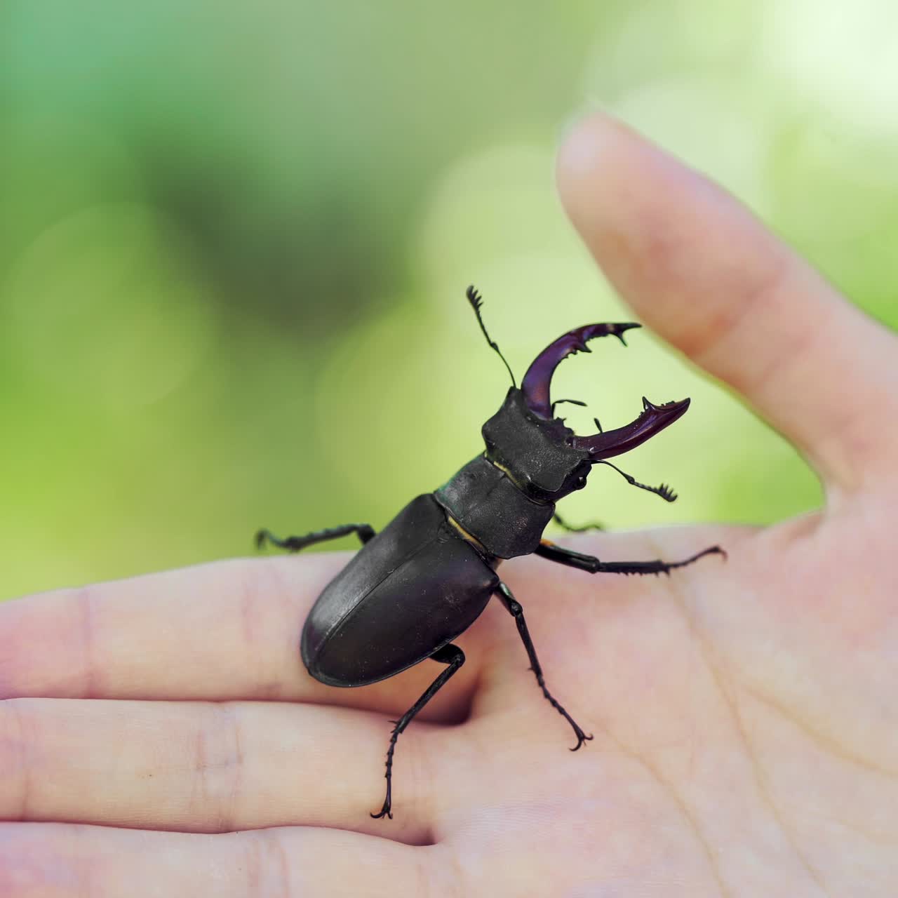 Stag beetle in hand. Lucanus cervus. Fighting beetles
