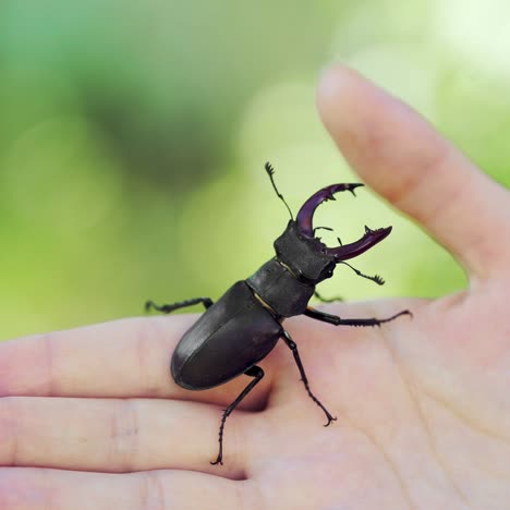 stag beetle in hand. lucanus cervus. fighting beetles