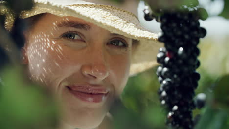 smiling woman harvesting grapes in vineyard