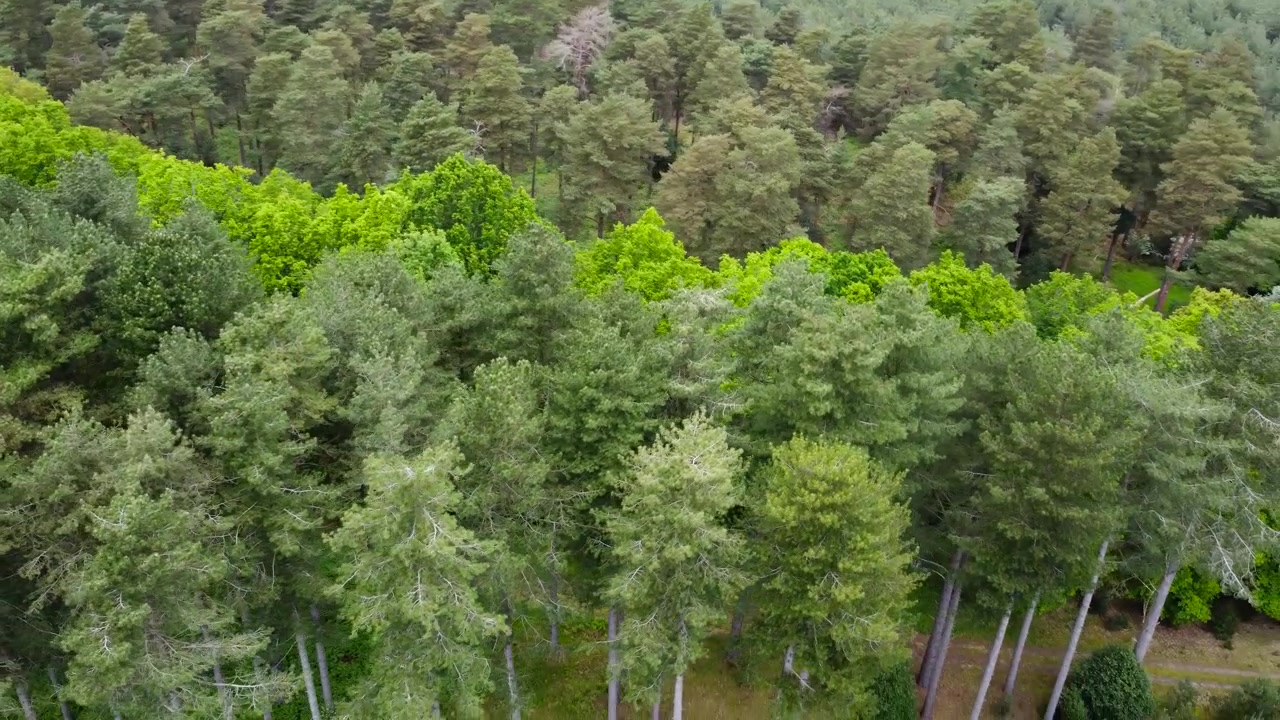 Aerial view of Green Forest Thetford, UK (7)