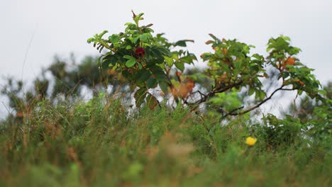 Un-Arbusto-De-Rosa-Silvestre-Rodeado-De-Vegetación-Verde