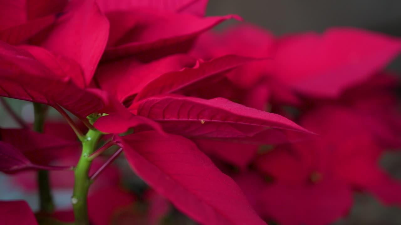 A vista focada de uma folha vermelha de uma flor de Poinsétia de Natal, uma decoração sazonal comum de casa
