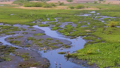 Hermoso-Paisaje-Verde-Grande-Cerca-De-Un-Río-Con-Pájaros-Stock-Video-Antecedentes