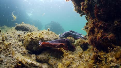 giant australian cuttlefish sepia apama migration whyalla south australia 4k slow motion, mating, laying eggs, fighting, aggregation, underwater