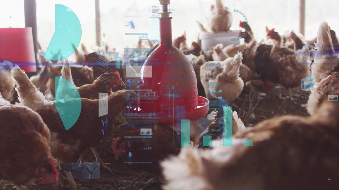 Feeding chickens in barn with data processing animation overlay in background