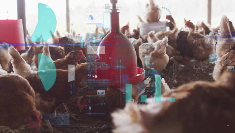 feeding chickens in barn with data processing animation overlay in background