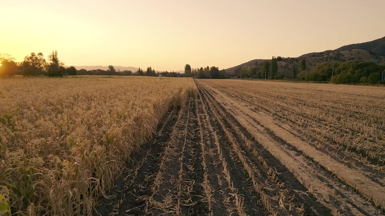 imágenes de drones de campos de maíz seco debido al problema de la sequía en la agricultura en chile