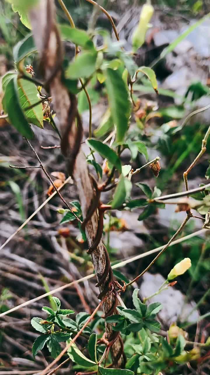 Close-up of a plant with a twisted stem