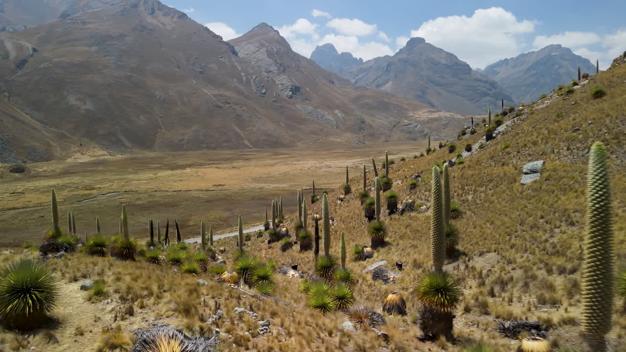 Rare and giant Puya raimondii plants growing on the arid hillsides of remote Andean valley in Peru - slow aerial flyover