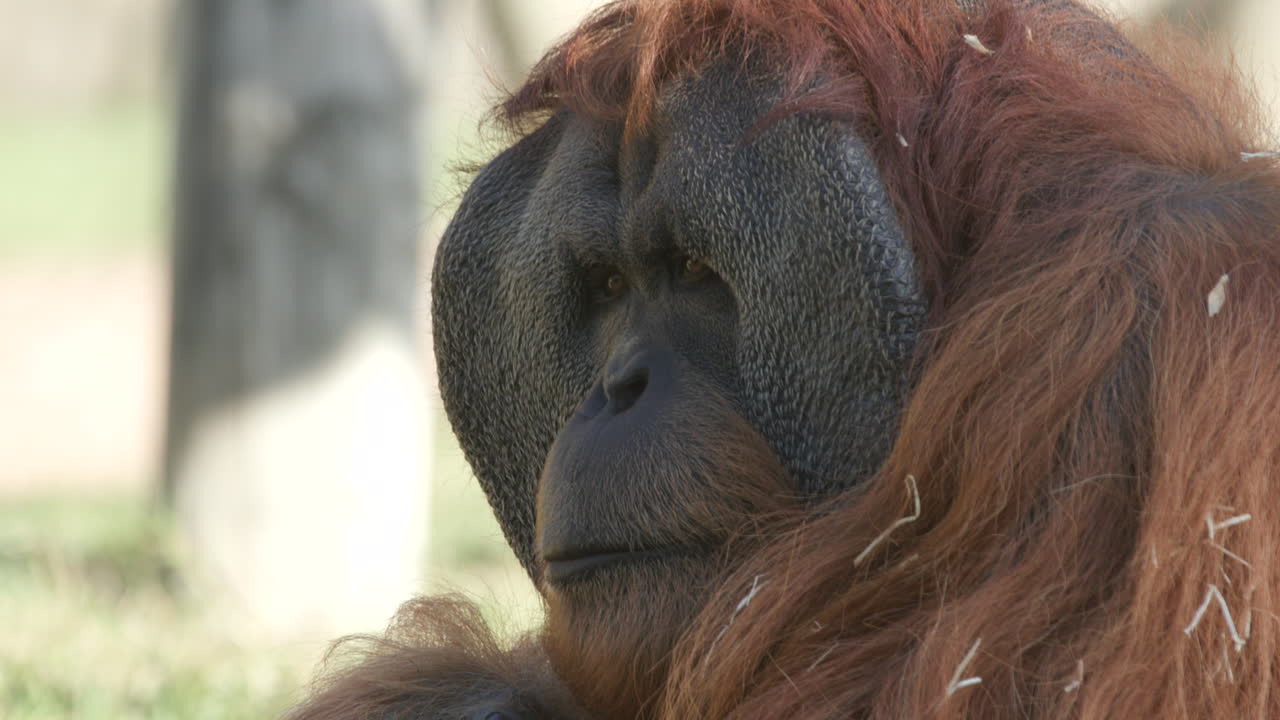 un primer plano de la cara de un orangután