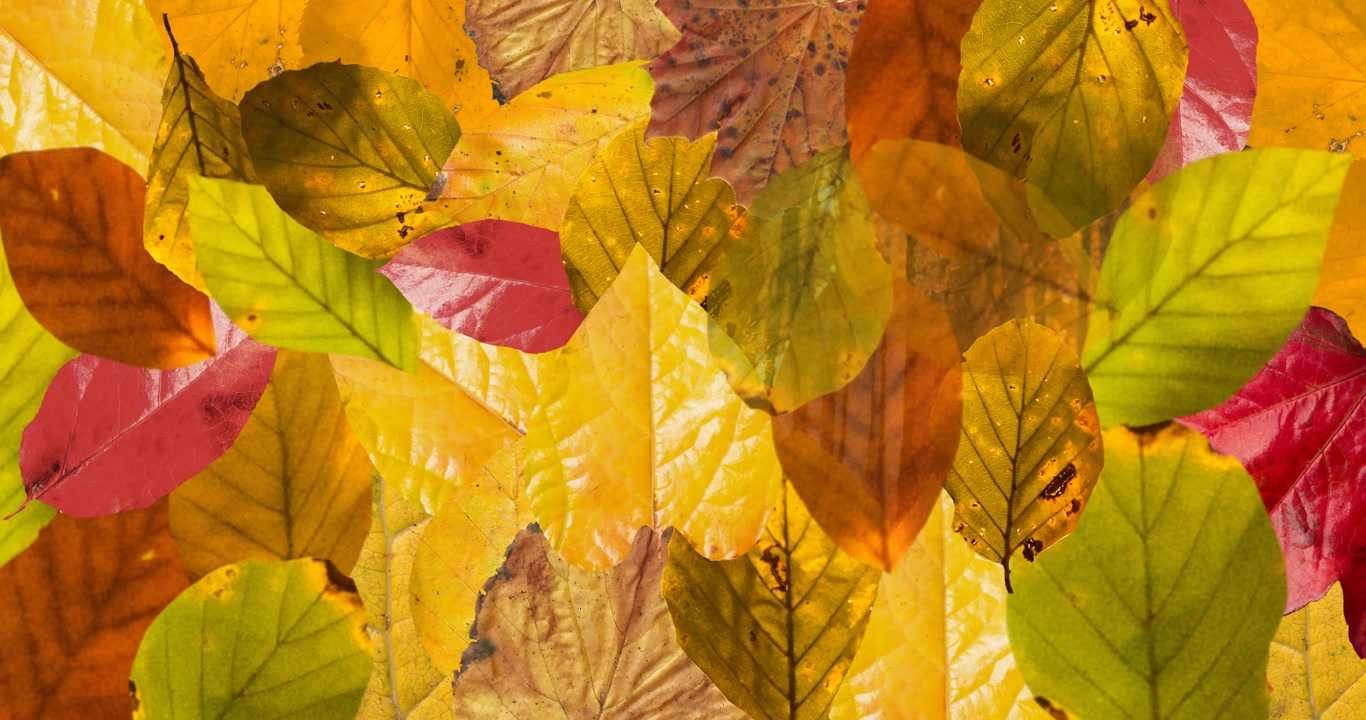 Animation of layers of autumn leaves over autumn forest background