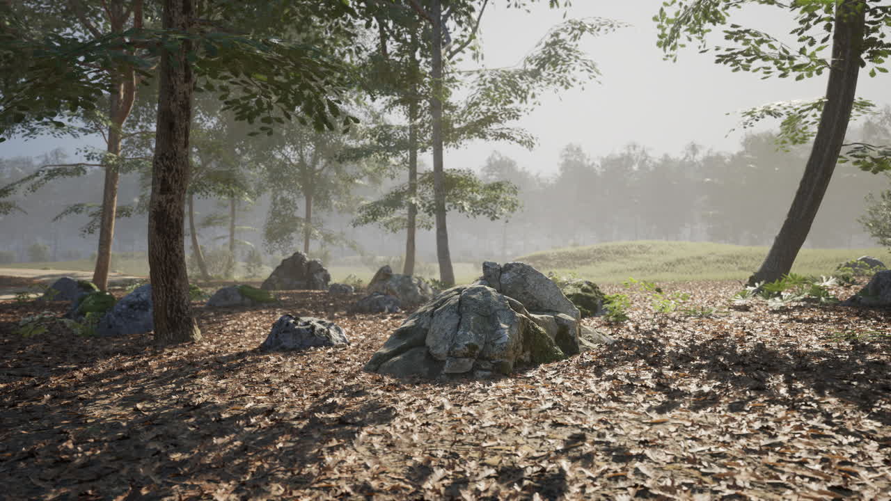 Serene forest landscape with sunlight filtering through tall trees