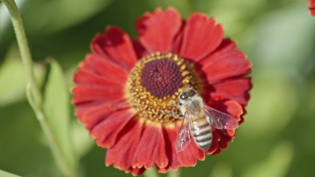 vista de cerca de una flor y una abeja se desliza sobre ella para polinizar