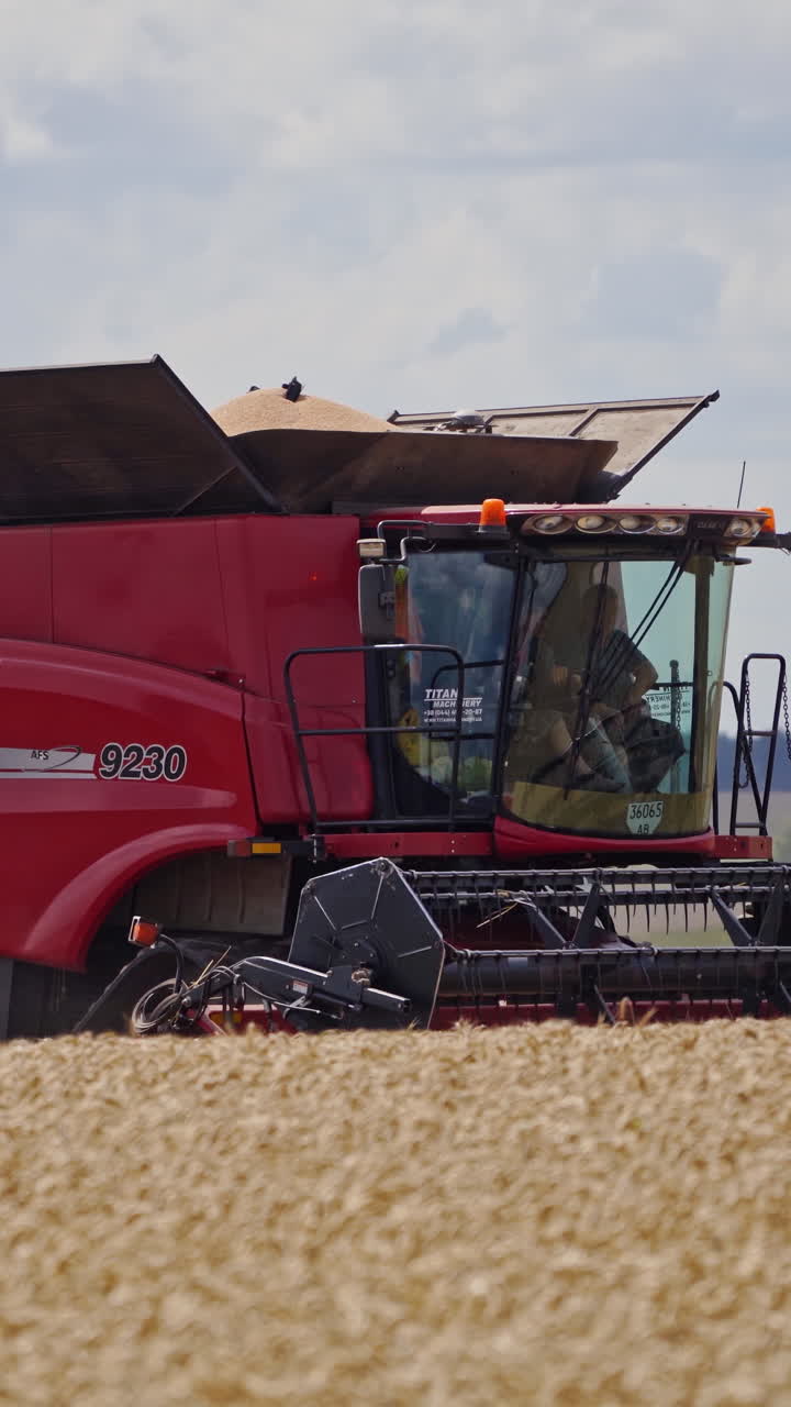 Combine harvester on wheat field. Working harvesting combine in the field of wheat. Vertical video
