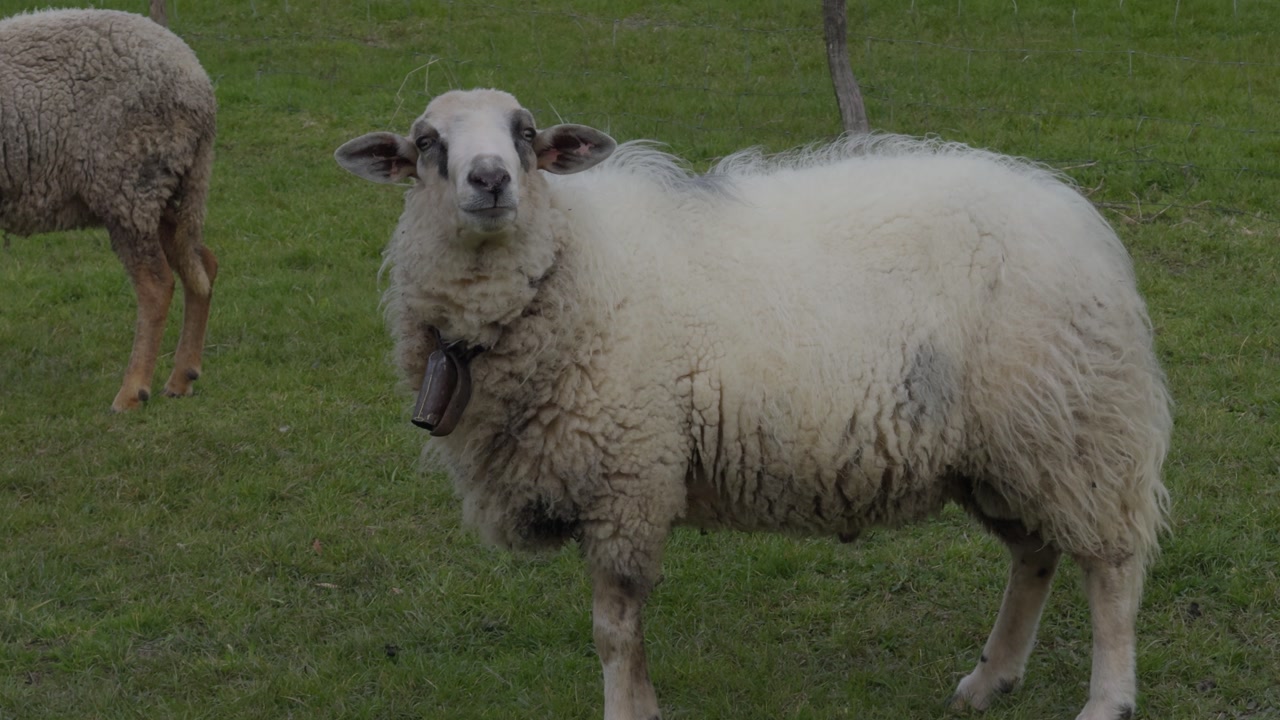 Curious Fluffy Sheep With A Bell Posing In A Green Field Then Walks Away