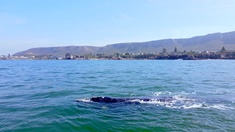 Brindle-southern-right-whale-swimming-at-surface,-Hermanus-town-in-back