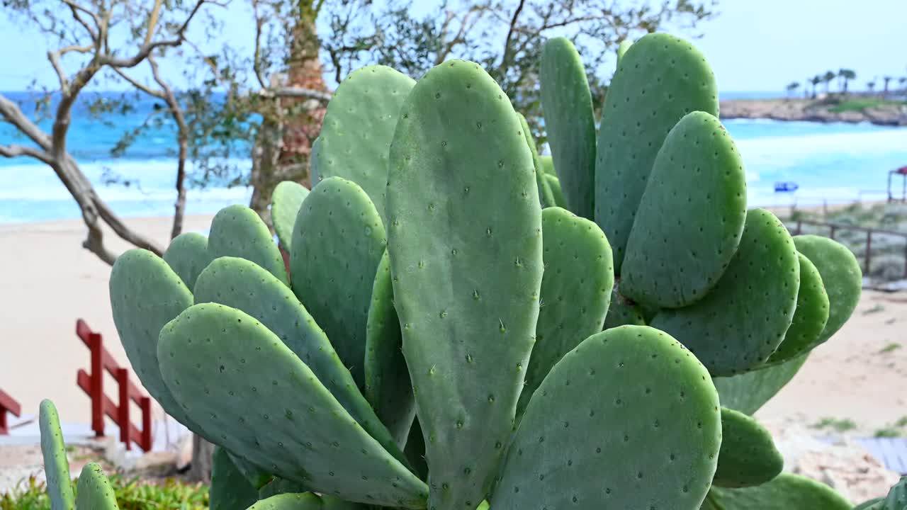 Prickly pear cactus in focus with the sandy beach and turquoise waters of the sea in Limassol, Cyprus in the background