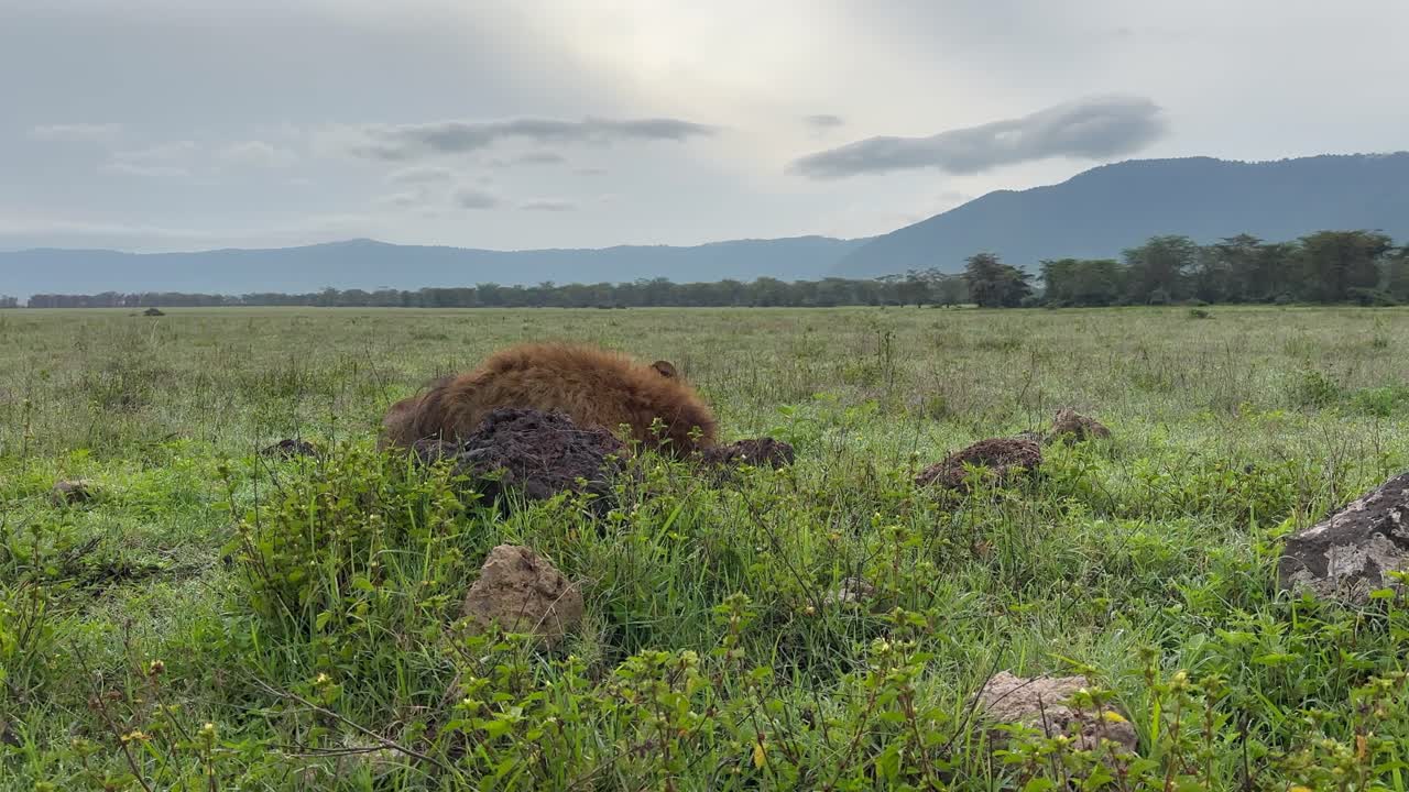 Leone Masai (Panthera leo massaicus) appena visibile sdraiato a bordo strada nel cratere di Ngorongoro, Tanzania