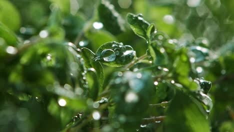 extreme close up of rain falling on marjoram plant leaves in garden, lit by sun from behind