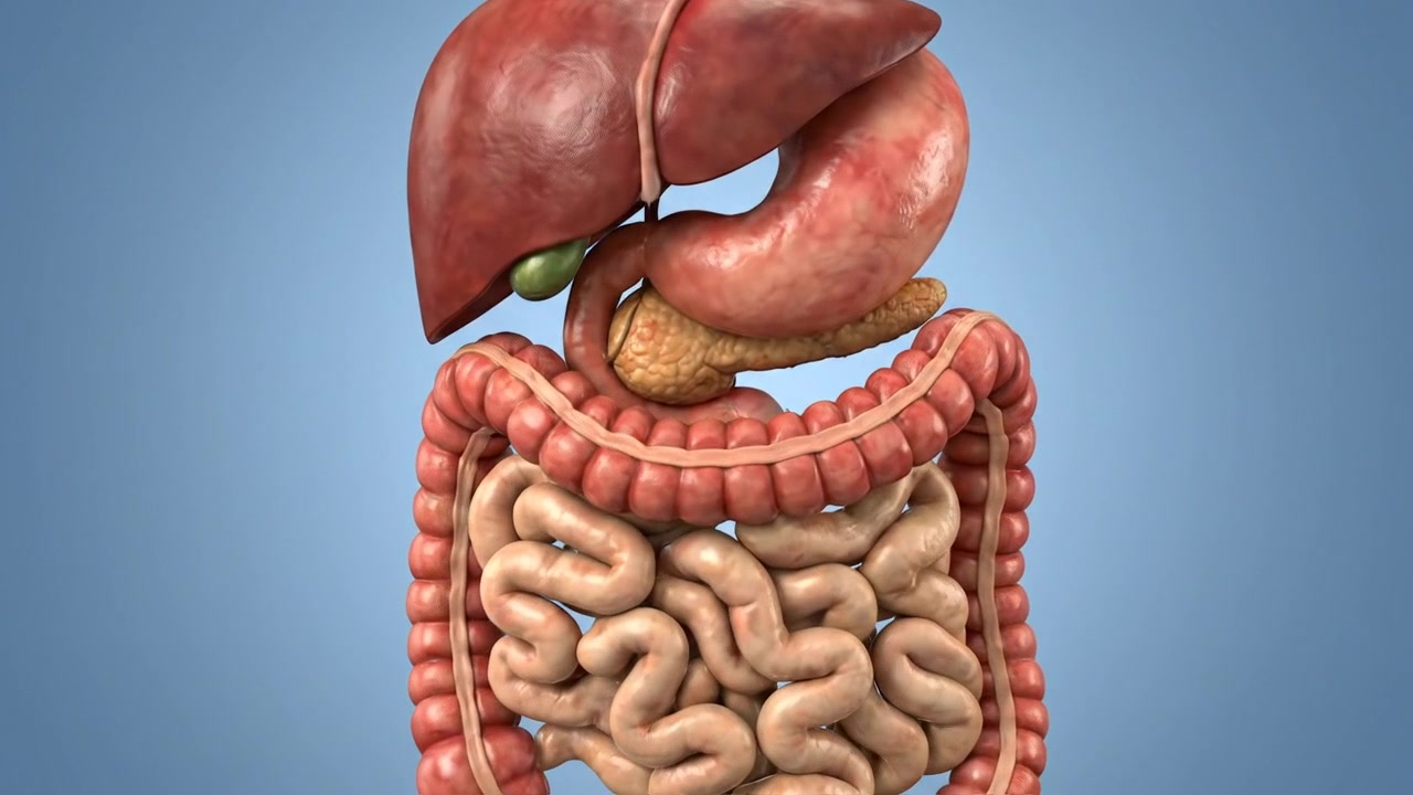 3D medical model of the human digestive system