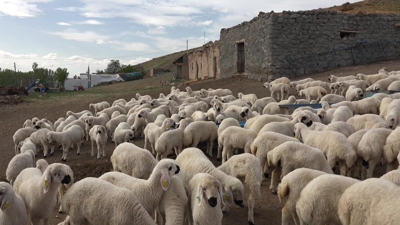 Grande Rebanho de Ovelhas Brancas Pastando em um Pátio de Fazenda Rural