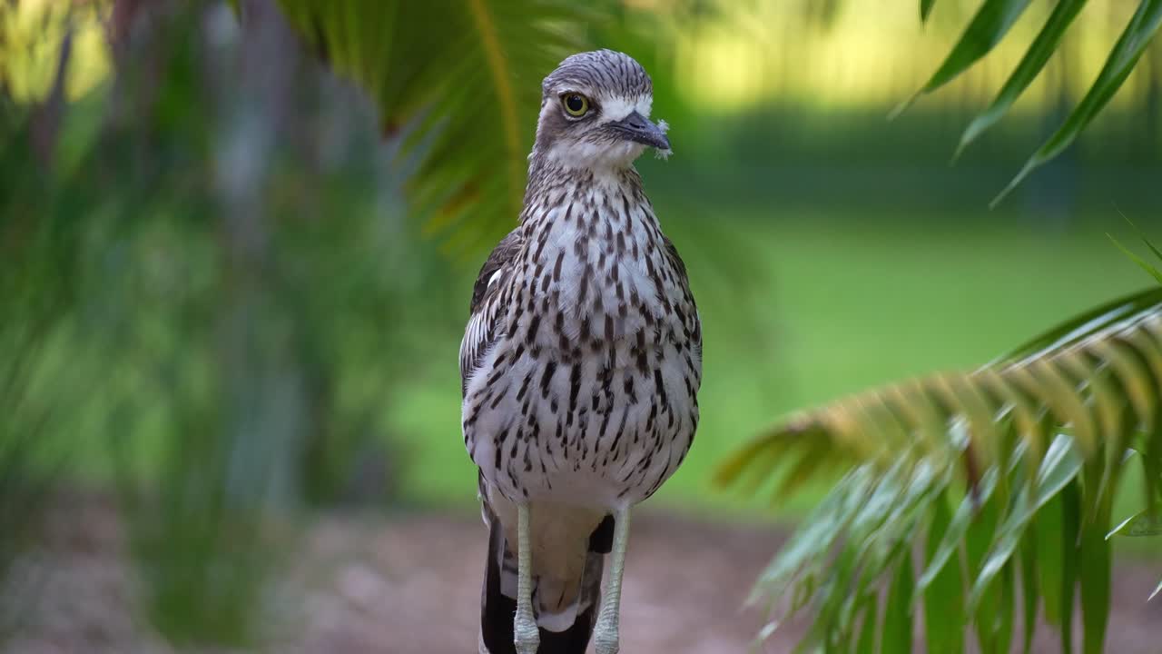 A Bush stone-curlew (Burhinus grallarius), standing still in its natural habitat, close up shot