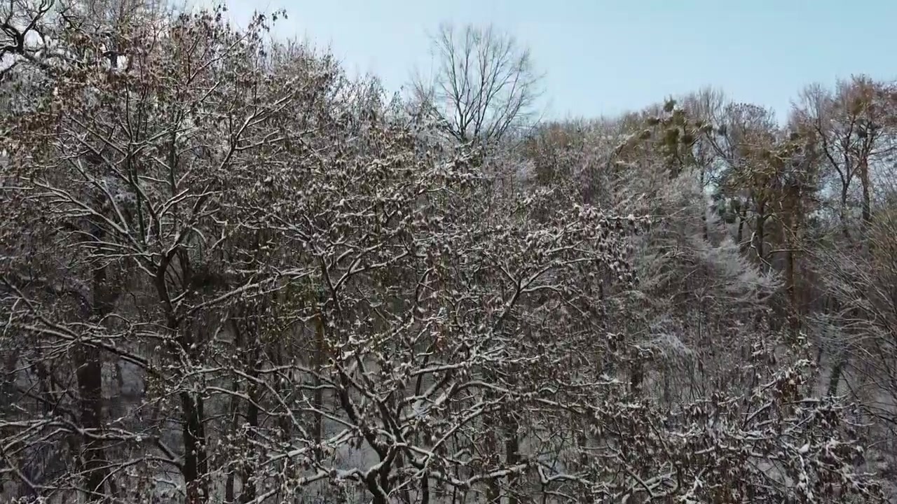 Trees in the winter park.