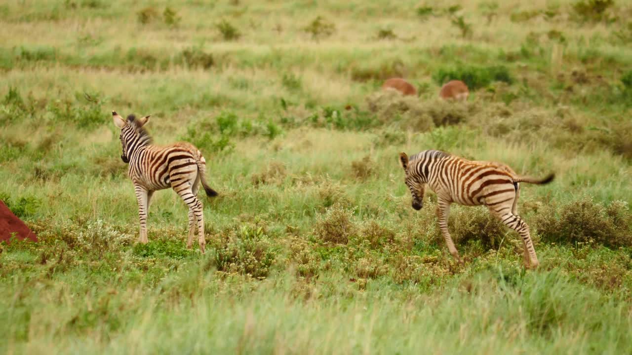 Rallentatore: Due puledri di zebra di Burchell saltano e scalciano in modo giocoso mentre si allontanano dalla telecamera verso un formicaio rosso, tra l'erba verde e lunga che ondeggia nel vento.
