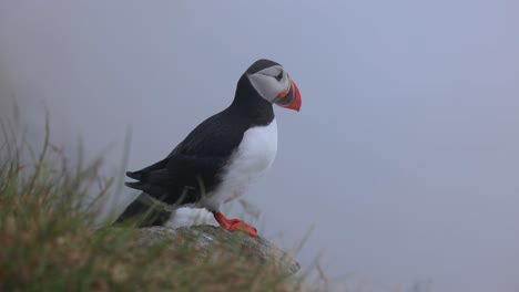 atlantic puffin (fratercula arctica), on the rock on the island of runde (norway).