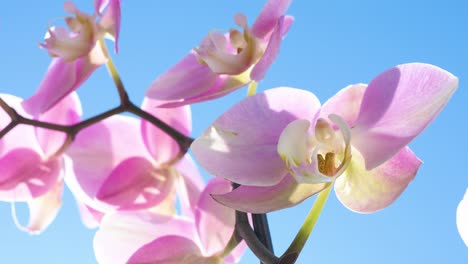 Close-up-detailed-view-of-pink-petaled-orchids,-belonging-to-the-Orchidaceae-family,-are-seen-against-a-backdrop-of-a-pristine-blue-sky