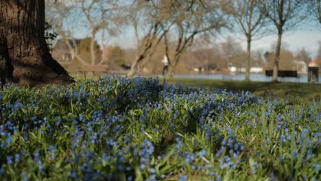 many flowers in park, person jogging in background