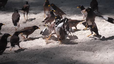 Pájaros-Myna-Peleando-Por-Comida-En-La-Arena