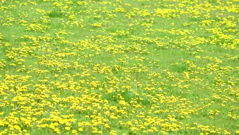 a vibrant field of green grass and yellow dandelions out in flower