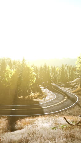 panorámico camino sinuoso a través de un bosque