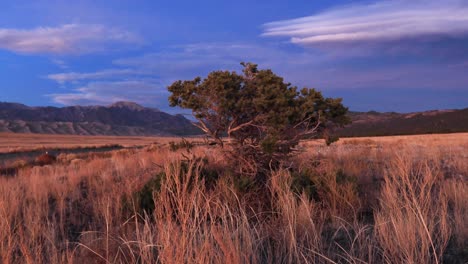 parque nacional great sands 4k dolly con árbol de izquierda a derecha