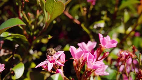 Una-Abeja-Polinizando-Sobre-Flores-De-Plantas-De-Jade-Rosa