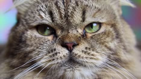 a detailed close-up of a curious cat with striking green eyes captured in two frames, showcasing its expression and unique features against a colorful background