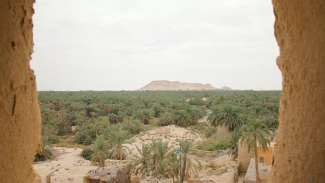 A-view-of-palm-trees-through-an-ancient-window