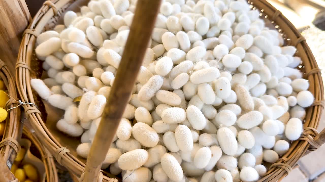 Silkworm cocoons transitioning from white to yellow