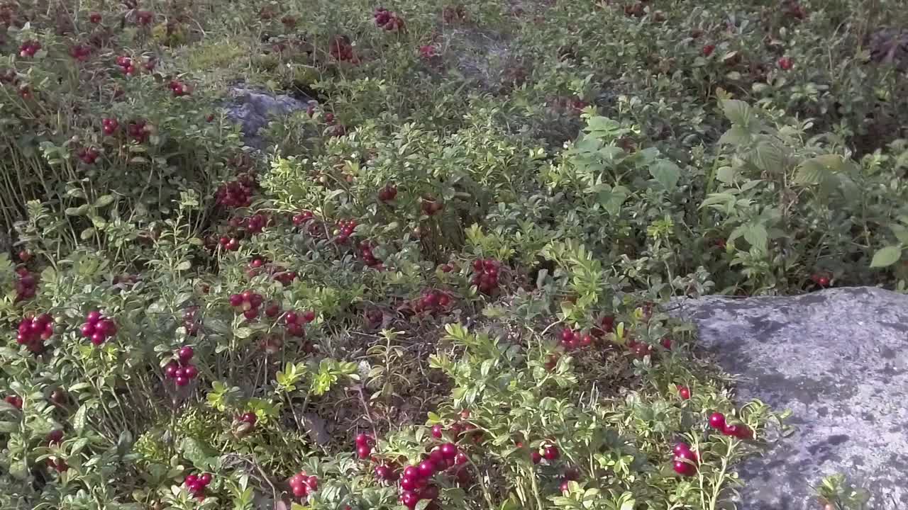 Villejä puolukoita Skandinaviassa.