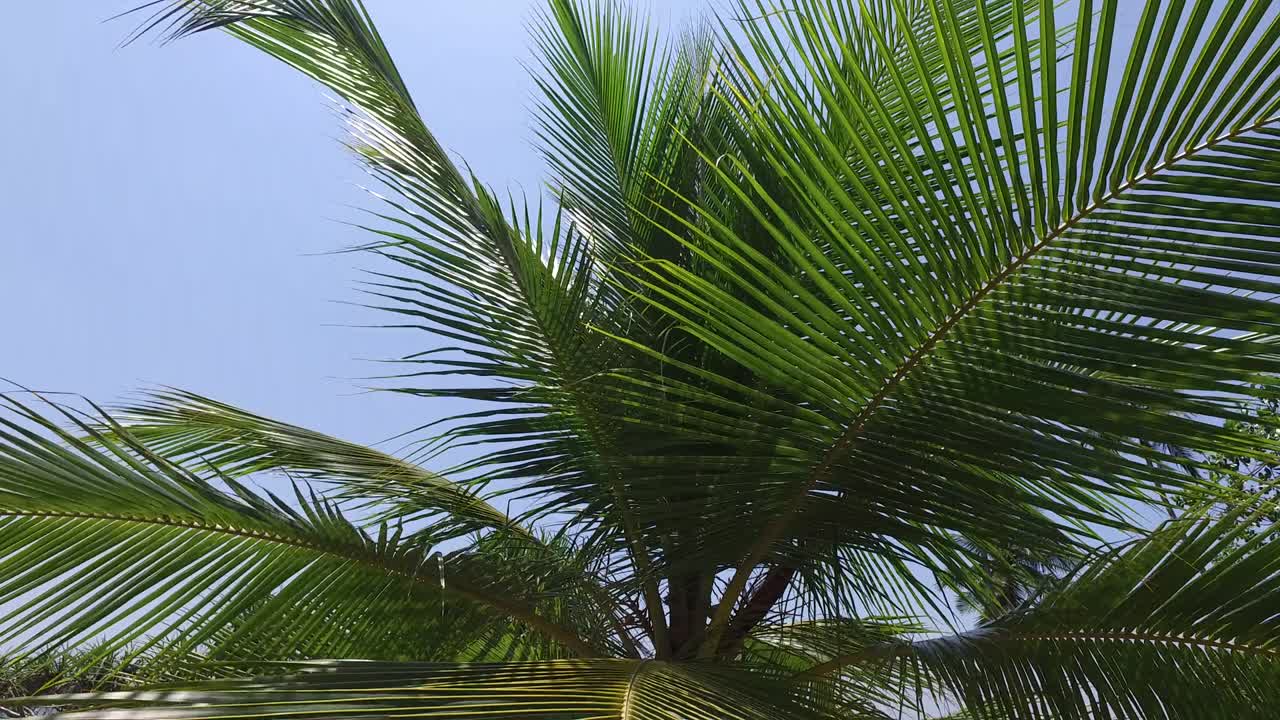 palmeras y rayos de sol en el cielo