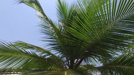 palm trees and sun rays in sky