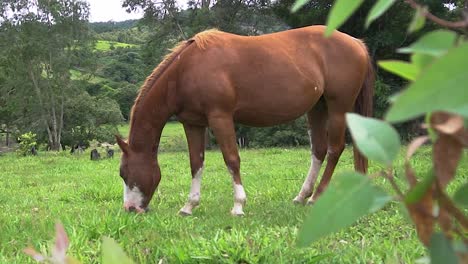 A-horse-in-open-field-eating-grassu-during-the-summer-in-brazil