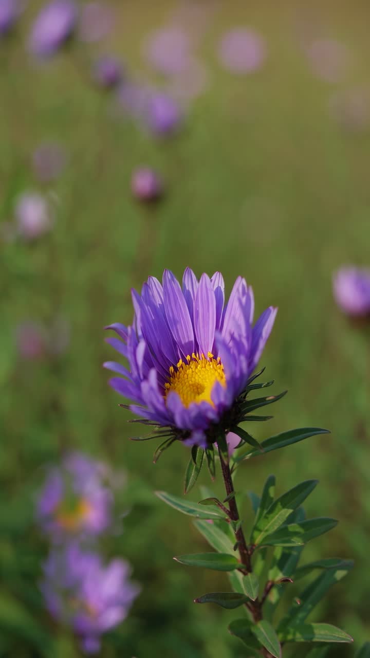 Vídeo em close-up de uma vibrante flor roxa em um campo, filmado ao nível dos olhos
