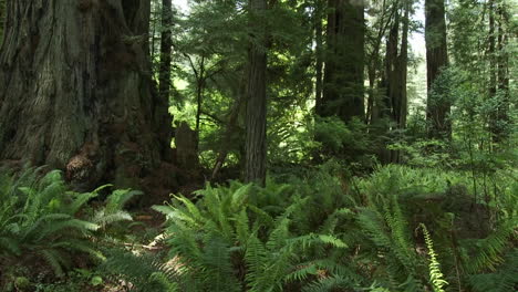 Light-filters-into-the-forest-floor-in-the-Redwood-forests-of-California