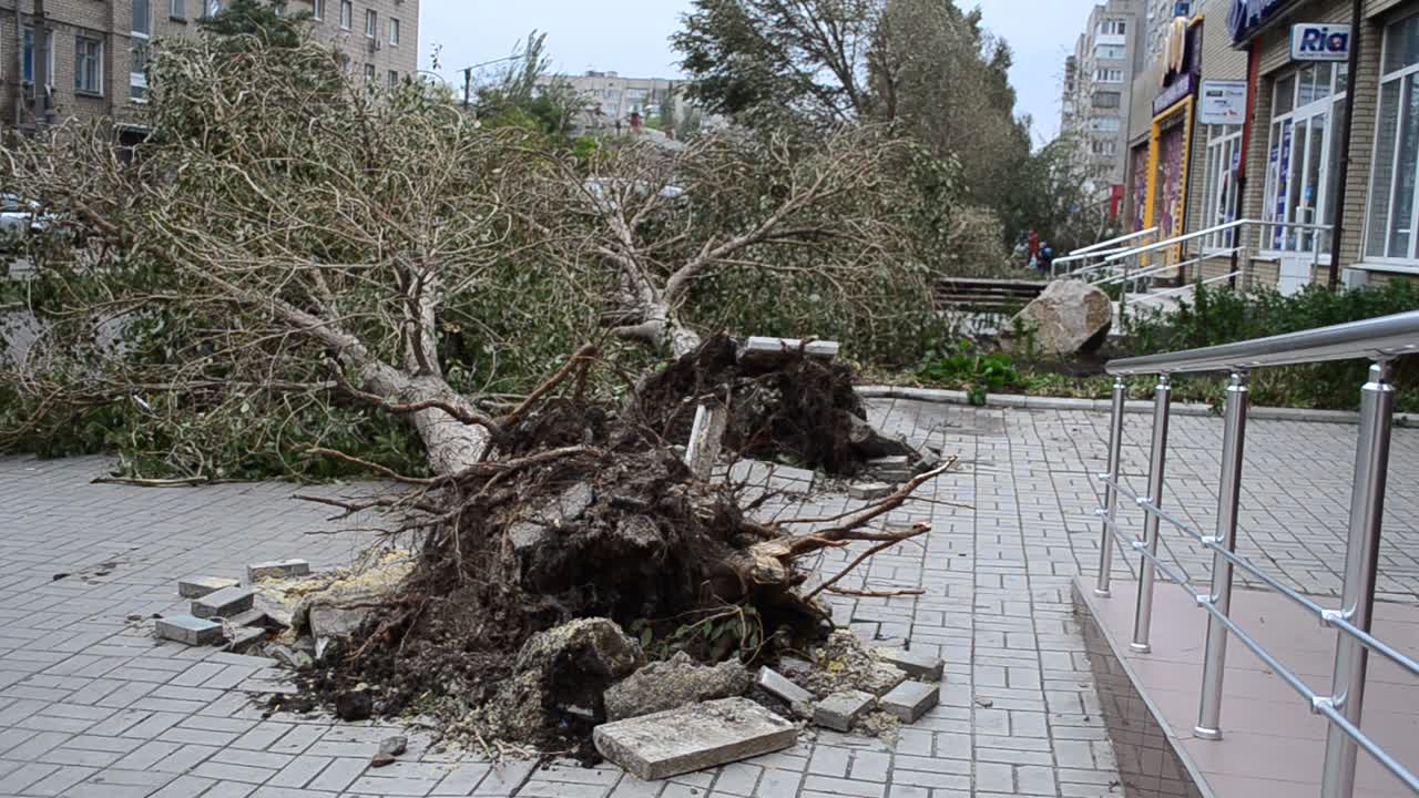 The tree is pulled out with roots. The blocked road the fallen trees