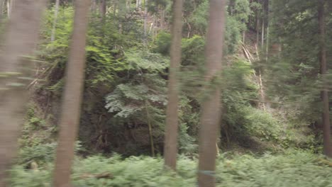 Conduciendo-Por-El-Bosque-De-Cedros-Y-Frondosos-árboles-Verdes-En-El-Paisaje-De-Kioto,-Japón,-En-Verano