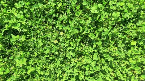 footsteps captured on vibrant green grass