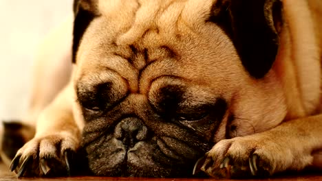 close up of cute pug dog sleeping on wooden floor.