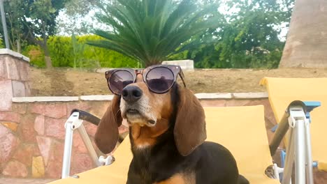 cool dog sitting on a chaise longue against a pool relaxing wearing sunglasses. a beautiful cute summer moment.